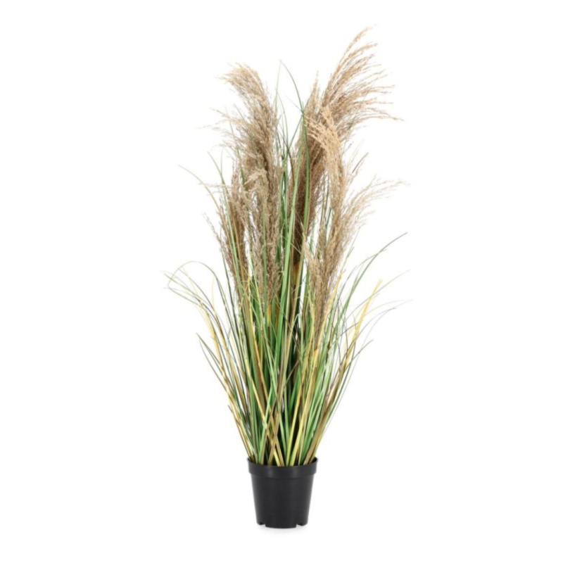 PIANTA AUSTORDERIA PAMPAS C-VASO H90