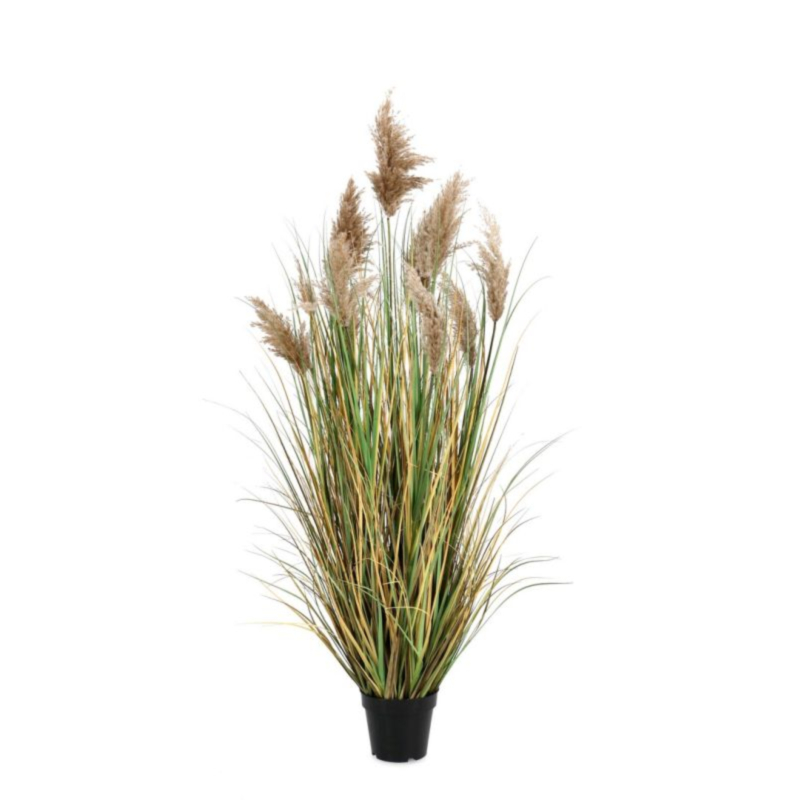 PIANTA GYNERIUM PAMPAS  C-VASO H150