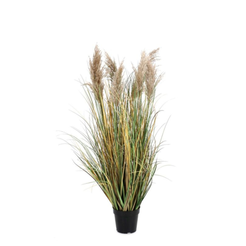 PIANTA GYNERIUM PAMPAS  C-VASO H120