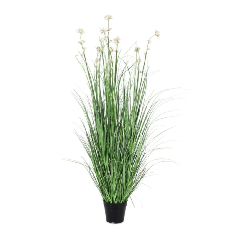 PIANTA ALLIUM C-VASO H110