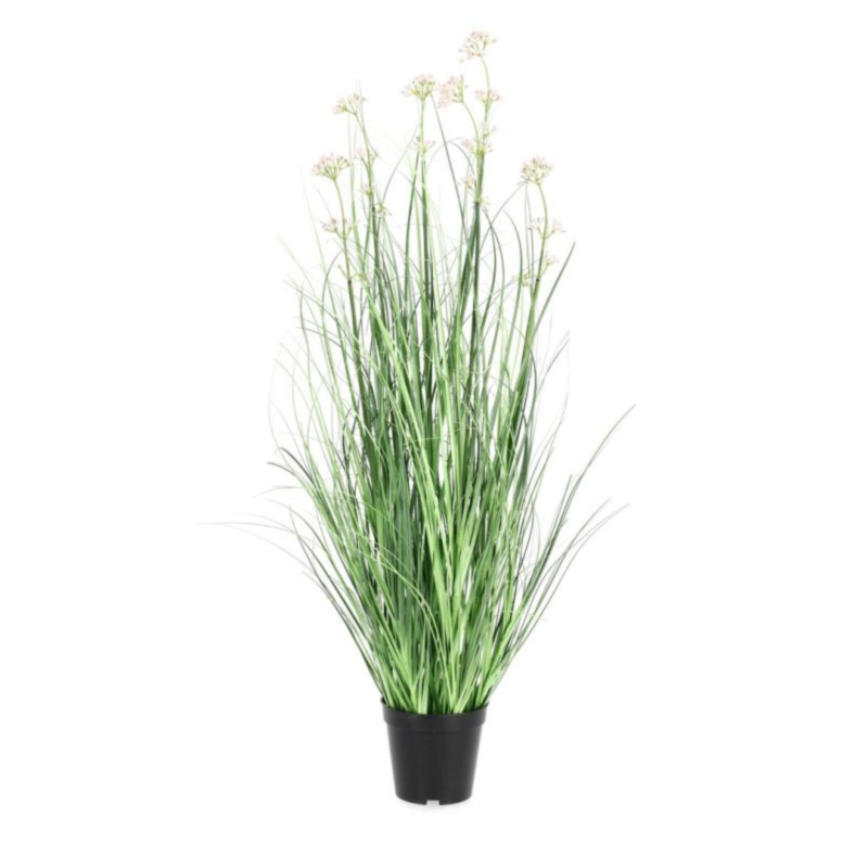 PIANTA ALLIUM C-VASO H90