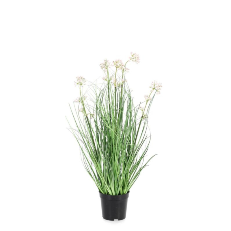 PIANTA ALLIUM C-VASO H60