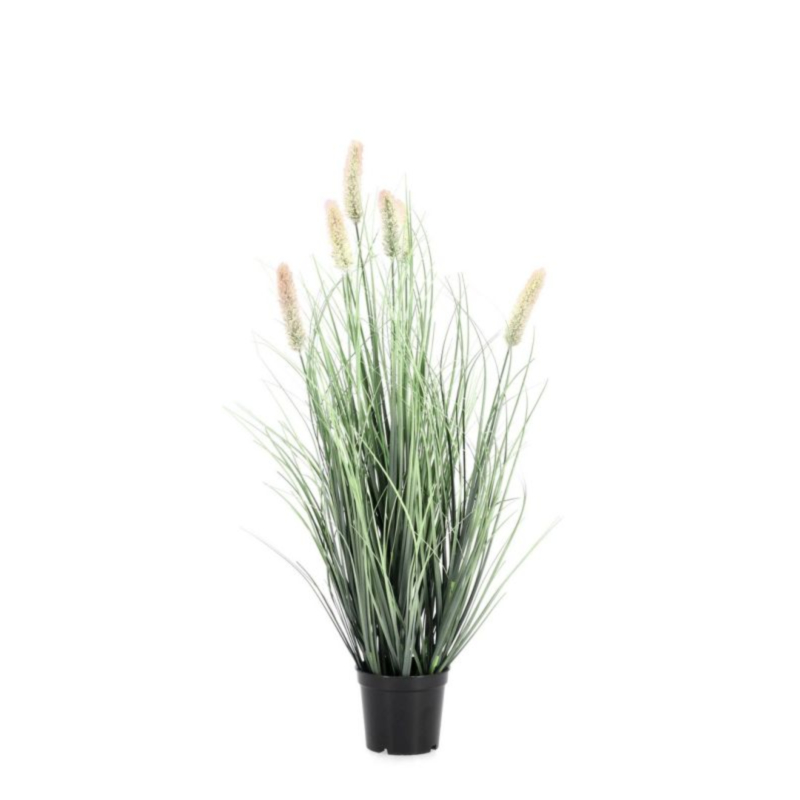 PIANTA PENNISETUM C-VASO H61