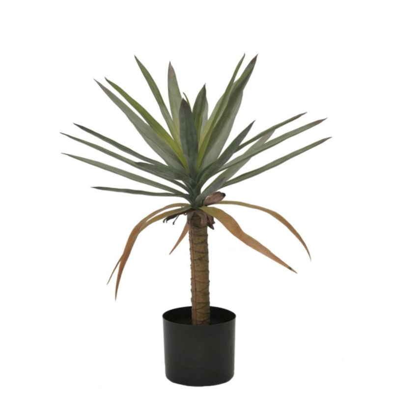 PIANTA DRACAENA C-VASO H62