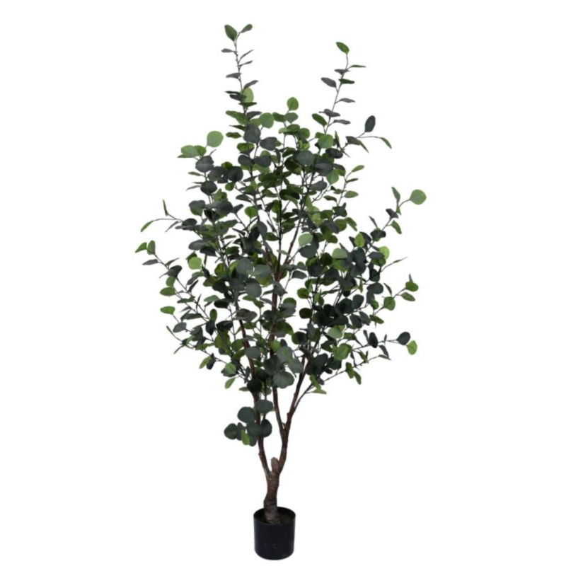 PIANTA EUCALIPTO C-VASO H180