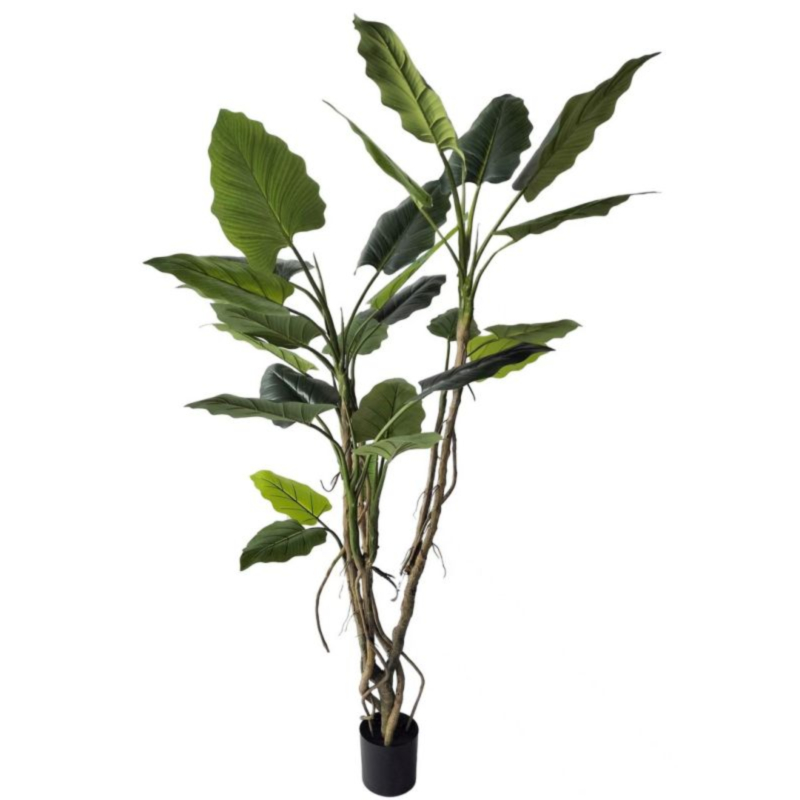 PIANTA ALOCASIA C-VASO 26FOGLIE H200