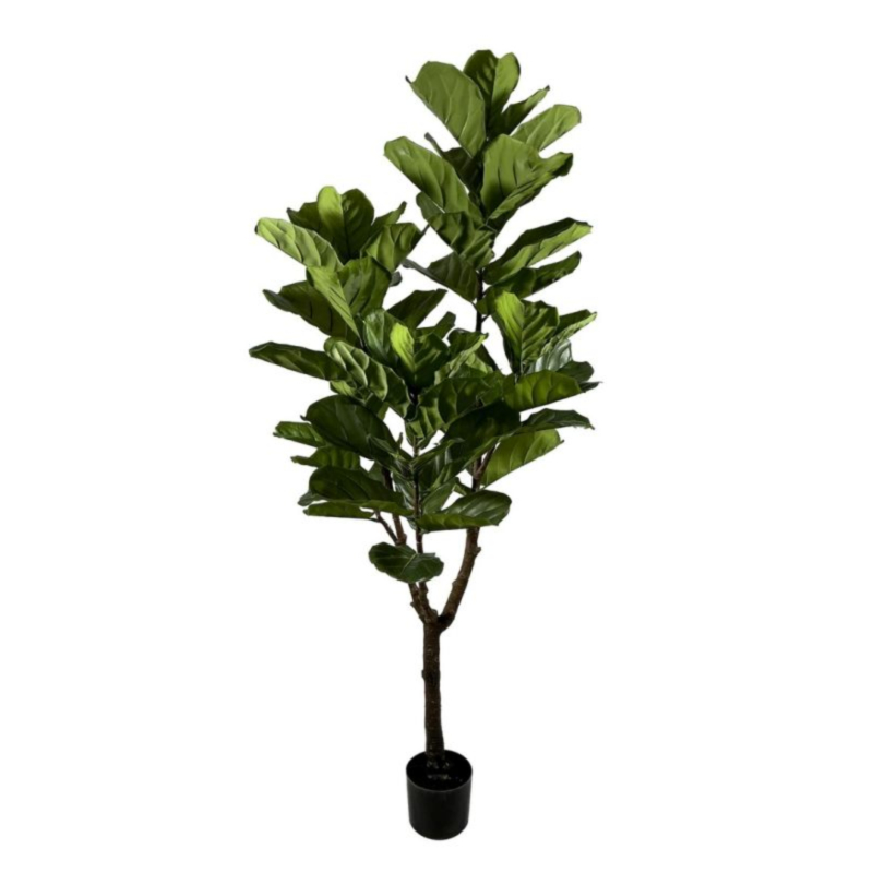 PIANTA FICUS LYRATA C-VASO 60FOGLIE H180