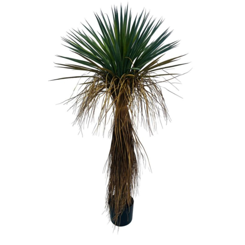 PIANTA YUKKA ROSTATA C-VASO H120