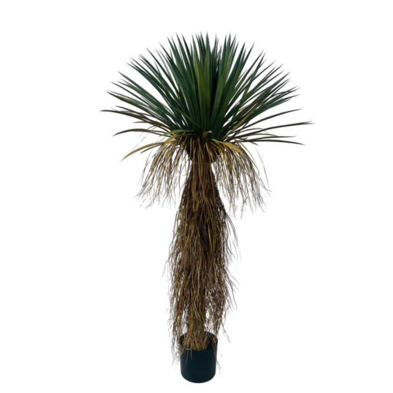PIANTA YUKKA ROSTATA C-VASO H150