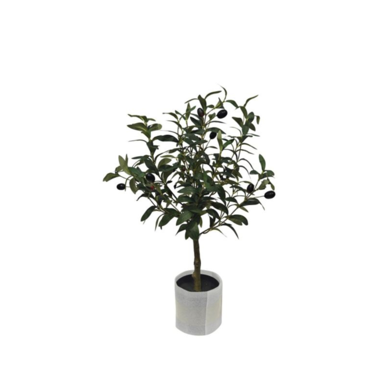 PIANTA ULIVO C-VASO H65