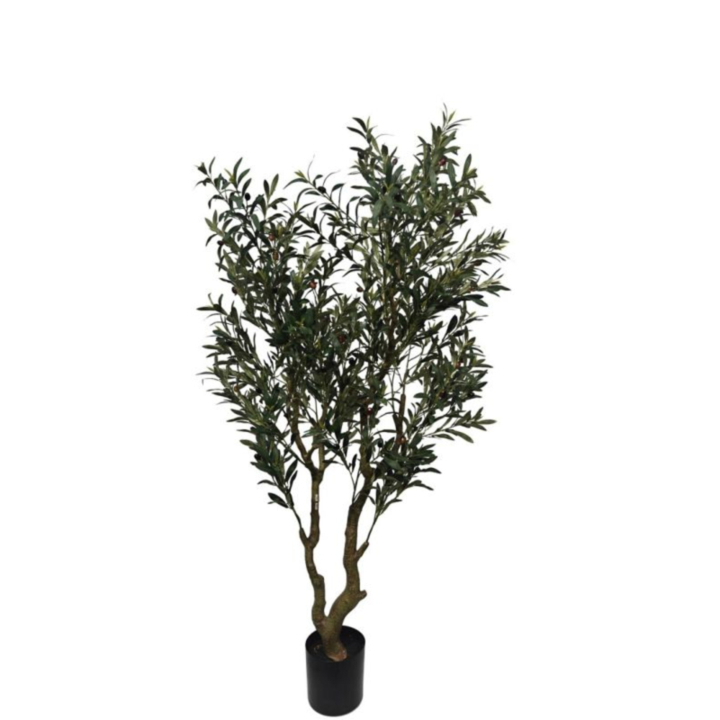 PIANTA ULIVO C-VASO H180