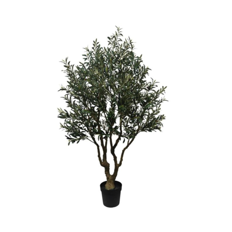 PIANTA ULIVO C-VASO H210