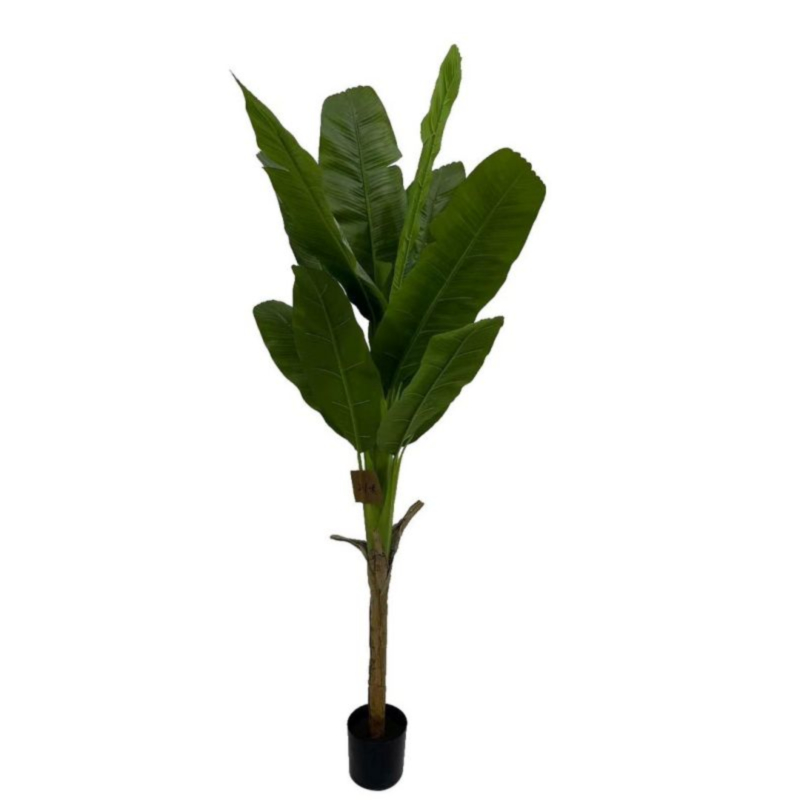 PIANTA BANANO C-VASO H210