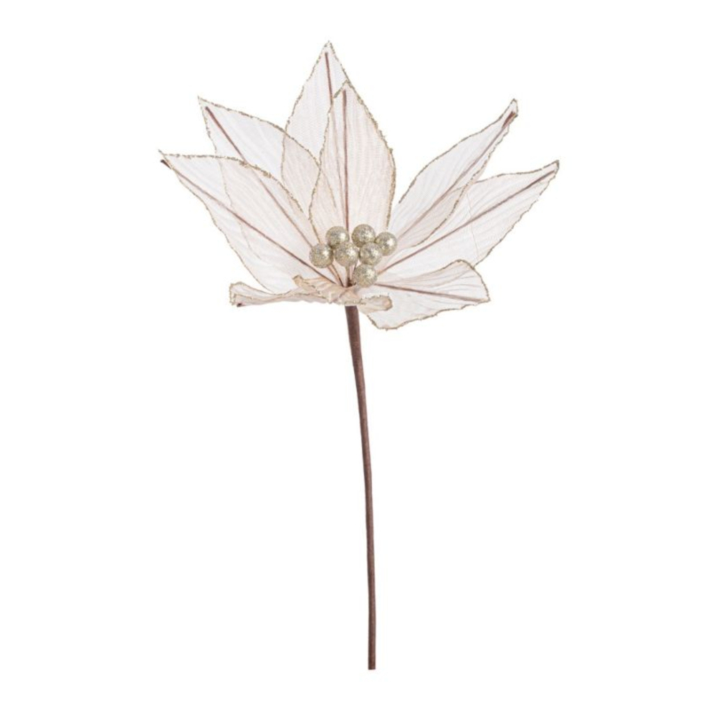 PICK POINSETTIA OLYMPIAS CHAMPAGNE 25X25