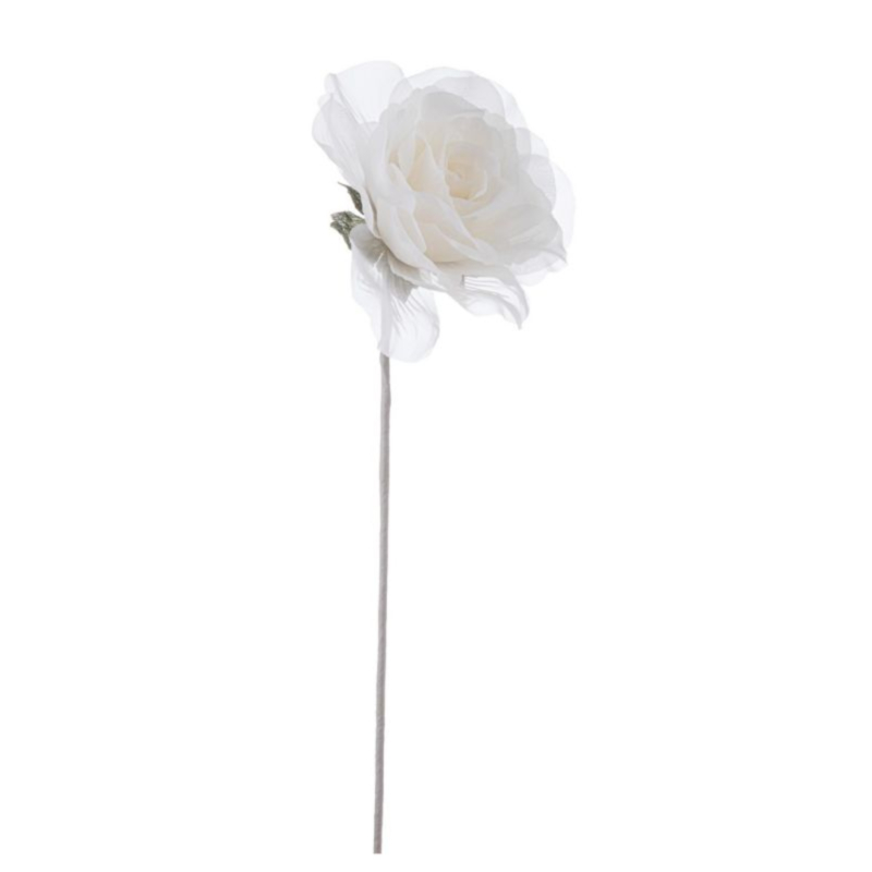 ROSA ALEISHA CREMA H12