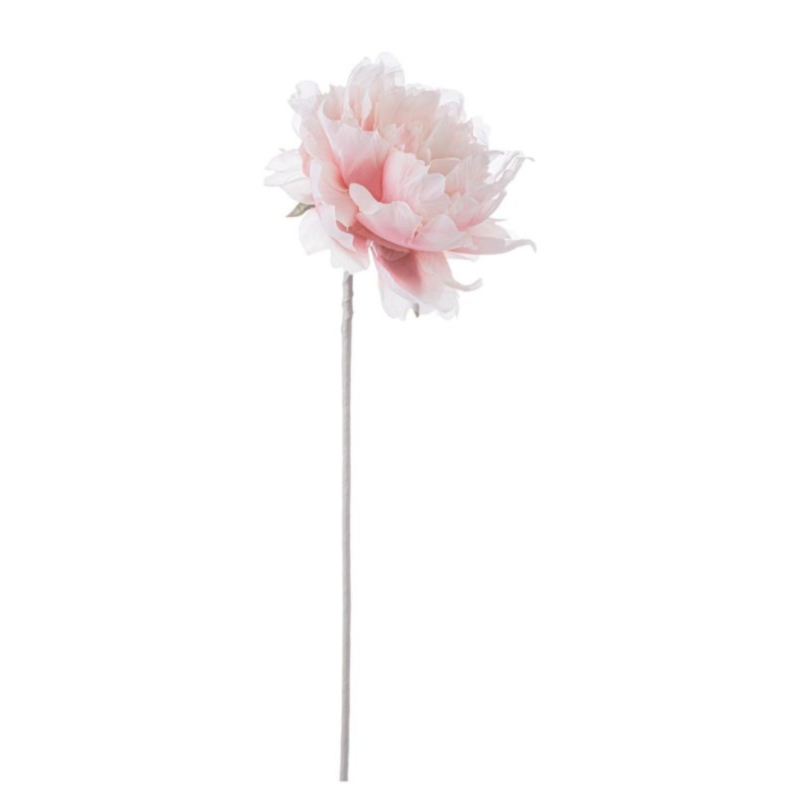 DALIA ALEISHA ROSA H12